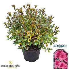 Rhododendron (AJ) 'Conny'