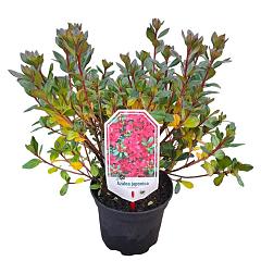Rhododendron (AJ) 'Excelsior'