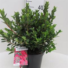 Rhododendron (AJ) 'Excelsior'
