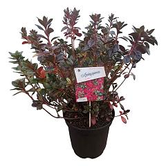 Rhododendron (AJ) 'Excelsior'