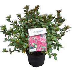 Rhododendron (AJ) 'Florida'