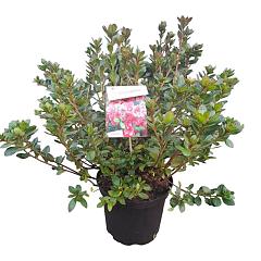 Rhododendron (AJ) 'Florida'