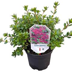 Rhododendron (AJ) Geisha Purple