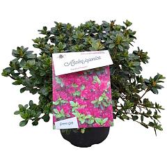 Rhododendron (AJ) Geisha Purple