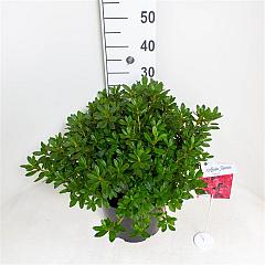 Rhododendron (AJ) 'Geisha Red'