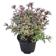 Rhododendron (AJ) 'Hotshot Variegata'
