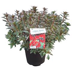 Rhododendron (AJ) 'Hotshot Variegata'