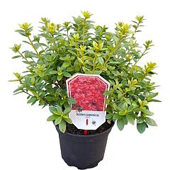 Rhododendron (AJ) 'Isabel'