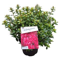 Rhododendron (AJ) 'Isabel'