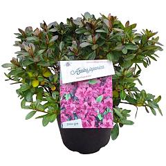 Rhododendron (AJ) 'Königstein'