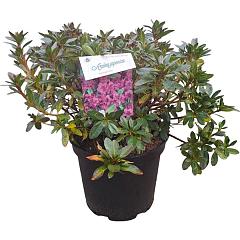 Rhododendron (AJ) 'Königstein'