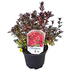 Rhododendron (AJ) 'Little Red' 