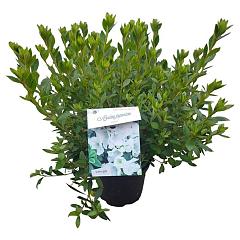 Rhododendron (AJ) 'Mémé'