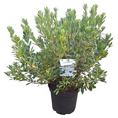 Rhododendron (AJ) 'Mémé'
