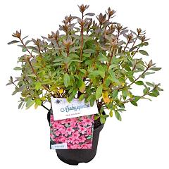Rhododendron (AJ) 'Mad. van Hecke'