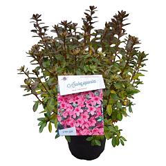 Rhododendron (AJ) 'Mad. van Hecke'