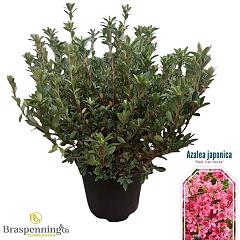 Rhododendron (AJ) 'Mad. van Hecke'