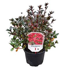 Rhododendron (AJ) 'Maruschka'