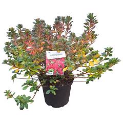 Rhododendron (AJ) 'Moederkensdag'