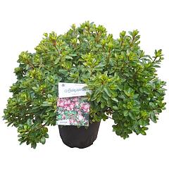 Rhododendron (AJ) 'Peggy Ann'