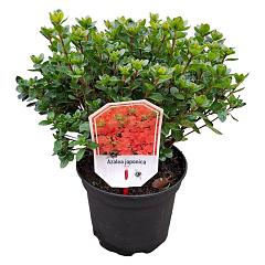 Rhododendron (AJ) 'Rex'