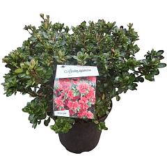 Rhododendron (AJ) 'Rex'