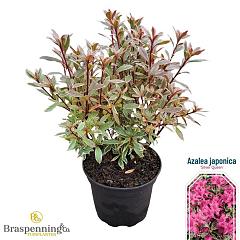 Rhododendron (AJ) 'Silver Queen'