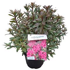 Rhododendron (AJ) 'Silver Queen'