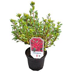 Rhododendron (AJ) 'Toreador'