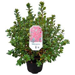 Rhododendron (AJ) 'Toreador'