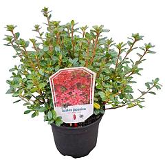 Rhododendron (AJ) 'Vera Maja'