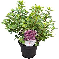 Rhododendron (AJ) 'Violetta'