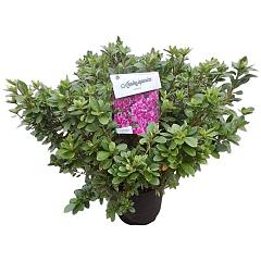 Rhododendron (AJ) 'Violetta'