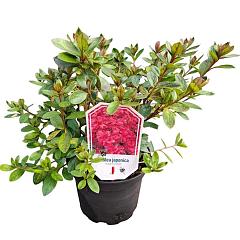 Rhododendron (AJ) 'Vuyk's Scarlet'
