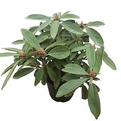 Rhododendron (C) 'Christmas Cheer'