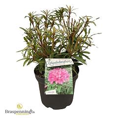 Rhododendron (P) 'Graziella'