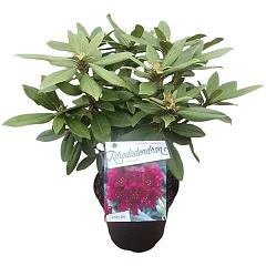 Rhododendron (P) 'Polarnacht'