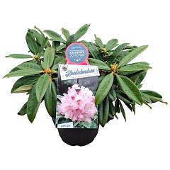 Rhododendron (Y) 'Arabella'