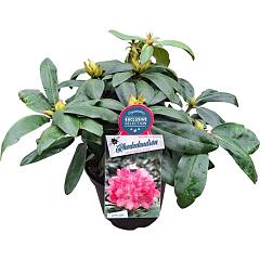 Rhododendron (Y) 'Astrid'