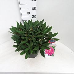 Rhododendron (Y) 'Bohlken Lupinenberg Laguna'