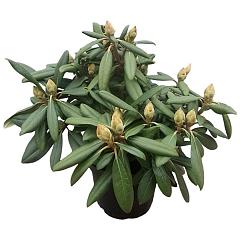 Rhododendron (Y) 'Carol. Allbrook'