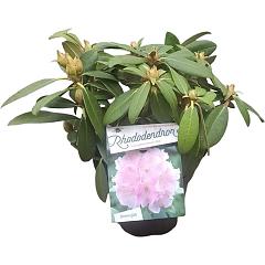 Rhododendron (Y) 'Doc'