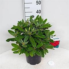 Rhododendron (Y) 'Dopey'
