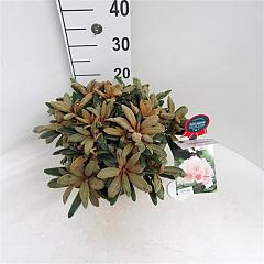 Rhododendron (Y) 'Edelweiss'