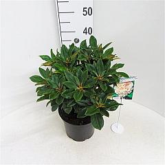 Rhododendron (Y) 'Golden Torch'