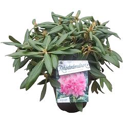Rhododendron (Y) 'Kalinka'
