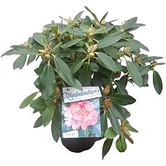 Rhododendron (Y) 'Percy Wiseman'