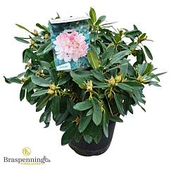Rhododendron (Y) 'Percy Wiseman'