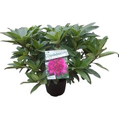 Rhododendron 'Anah Kruschke'