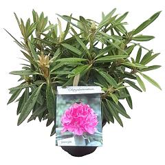 Rhododendron 'Anna'